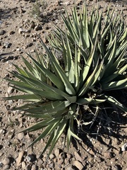 Agave deserti