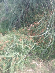 Dicliptera squarrosa