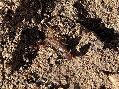 Superstitionia donensis