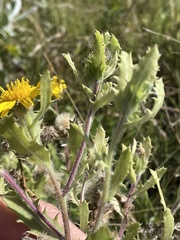 Rayjacksonia phyllocephala