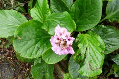 Bergenia crassifolia