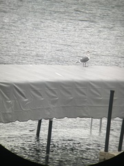 Larus
