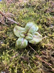 Ajuga reptans