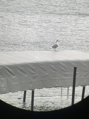 Larus