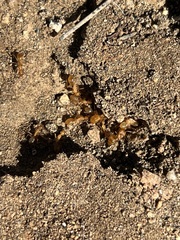 Camponotus festinatus