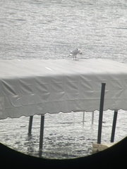 Larus