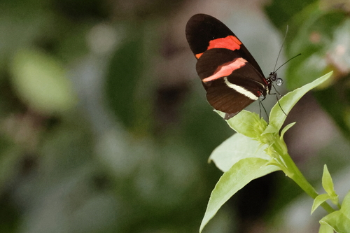 Red Postman (Heliconius erato)
