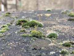 Tortula muralis muralis