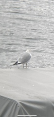 Larus