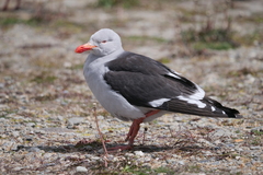 Leucophaeus scoresbii