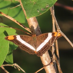 Adelpha fessonia