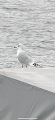 Larus