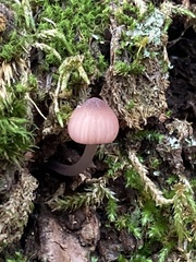Mycena purpureofusca