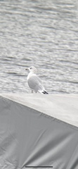Larus