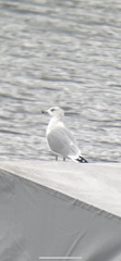 Larus