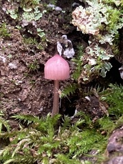 Mycena purpureofusca