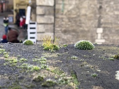 Tortula muralis muralis