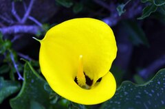 Zantedeschia albomaculata
