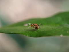 Camponotus latangulus