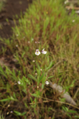 Utricularia hispida