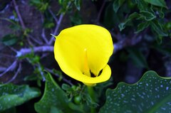 Zantedeschia albomaculata
