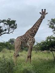 Giraffa camelopardalis