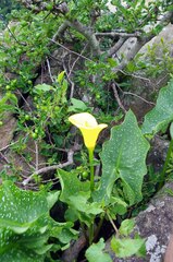 Zantedeschia albomaculata