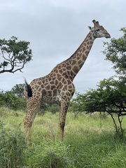 Giraffa camelopardalis