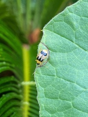 Coleoptera