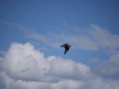 Stercorarius chilensis