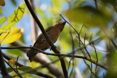 Cyanocompsa parellina parellina