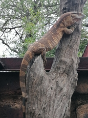 Varanus albigularis albigularis