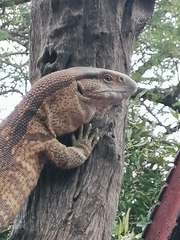 Varanus albigularis albigularis