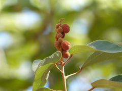 Mallotus philippensis