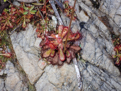 Drosera venusta