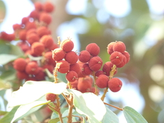 Mallotus philippensis