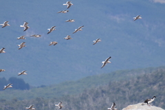 Leucophaeus scoresbii