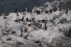 Cinclodes antarcticus