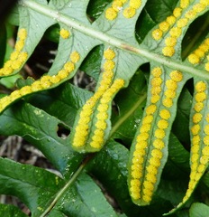Polypodium interjectum