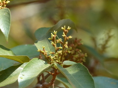 Mallotus philippensis