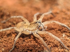 Pavocosa