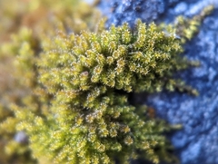 Campylophyllum halleri