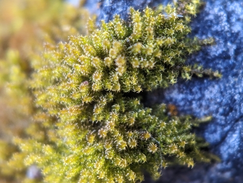 Image of Campylophyllum halleri by (c) Elias, some rights reserved (CC BY)