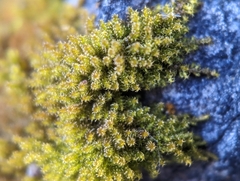 Campylophyllum halleri