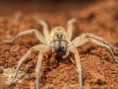 Pavocosa