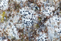 Lecidella