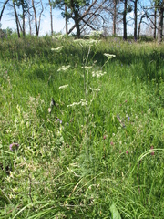 Aulacospermum multifidum