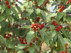 Mallotus philippensis