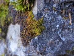 Campylophyllum halleri
