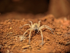 Pavocosa